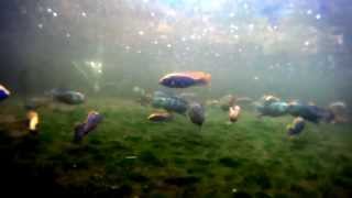 Malawi Cichlid DEMO pool 2 Otopharynx lithobates Zimbawe Rock [upl. by Emelina973]