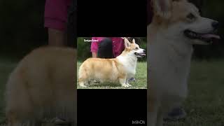 Corgi Benigna Salvatore Queen Of Giselle HiRo’s Daughter  11 Months Age😂👍❤️ [upl. by Doownelg]