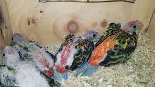 Crías de Rosellas eximius papilleras en México [upl. by Michon]