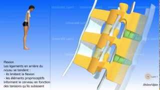 Arthrologie de la colonne vertébrale Les ligaments [upl. by Daphne]