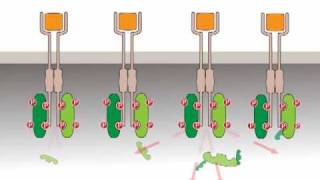 Oncogenic activation receptor tyrosine kinases [upl. by Tatianna748]