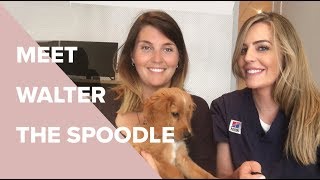 All Things Oodle with Walter The Spoodle  Dr Kate Adams Bondi Vet [upl. by Anehta81]