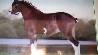 Budweiser Clydesdales at Grants Farm [upl. by Llerut]