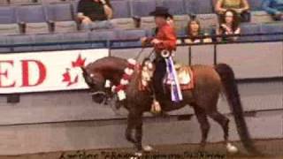 2009 Canadian Nationals Arabian amp HalfArabian Championship Horse Show Part 1 [upl. by Hollander217]