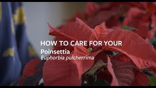 How to care for your Poinsettia  Grow at Home  Royal Horticultural Society [upl. by Eirised]