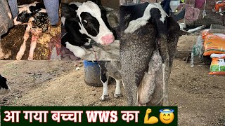 आ गया बच्चा WWS का 💪😇 calving cow Wws calf ANTARES BULL dairy farm biharcow farm biharbreeding [upl. by Christal674]