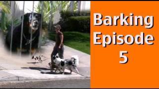 Barking Episode 5 Barking at Dogs Behind Fences [upl. by Ainirtac]