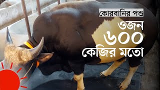 ঢাকার বাজারে পাহাড়ি গয়ালের চাহিদা কেমন  Gayal Demand in Dhaka Cattle Market [upl. by Elleahcim]