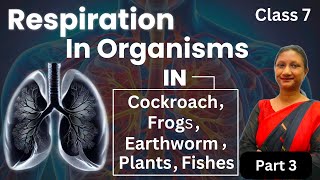 Class 7 Science Respiration in Organisms Explained  NCERT amp CBSE Guide  Part 3 [upl. by Bernardina]