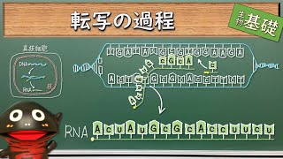 転写の過程【69生物基礎】新課程対応 [upl. by Nodrog]