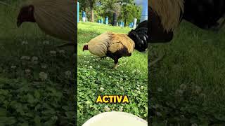 Cuidado para GALLOS PARA ESTE CALOR 🐓🇺🇸🇲🇽 gallo galleros gallofino gamefarm [upl. by Brant]