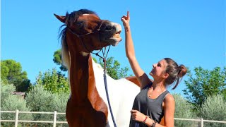 Tuto N°7 ★ Apprendre le sourire a son cheval [upl. by Nylaret]