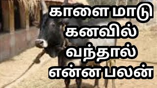 காளை மாடு கனவில் வந்தால் என்ன பலன்Kaalai madu Kanavil vanthaal Enna palan [upl. by Lazos]