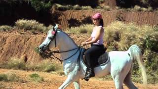 Cavalo arabe trabalhando ao passo arabian horse [upl. by Selrahc]