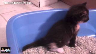 Kitty pooping in a litter box for te firs time ever Warning CUTE [upl. by Alcine]