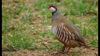 Perdreaux Partridge [upl. by Rabjohn202]