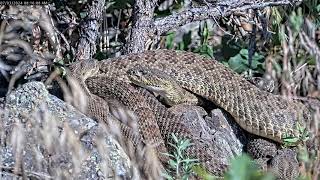 Rattlesnake huddle at 8x speed [upl. by Atinuaj670]