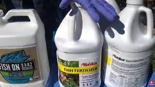 Alaska Fish Fertilizer For Plants  Fish On Fertilizer  Foliar Feeding  Organic Fish Fertilizer [upl. by Fougere370]