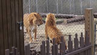 Liger vs tigon a terrifying clash of the massive mythical hybrids of lions and tigers [upl. by Dlarej]