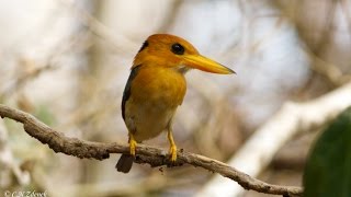 Yellowbilled Kingfisher by Christina N Zdenek [upl. by Aelanej]