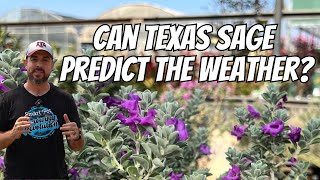 Can Texas Sage Predict The Weather [upl. by Ehcrop915]