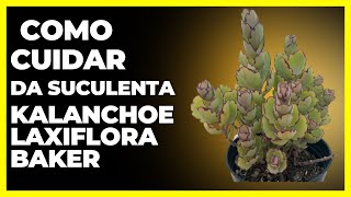 Como Cuidar da Suculenta Kalanchoe Laxiflora Baker canal plantas [upl. by Briano]