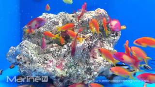 Pseudanthias squamipinnis  Anthias [upl. by Nagiem]