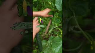 🥒🍆 Vegetables Vlog 🍓🫒 food ghazaleh Bilalafridiofficial [upl. by Leay716]