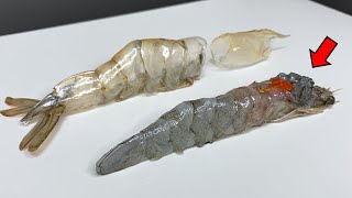 Why Shrimps Look Like Insects  Shrimp Dissection [upl. by Christel]