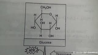 Todo Ser VIVORespiración celular glicólisisglucólisisATP [upl. by Asile518]