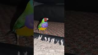 Vibrant Male RedHeaded PurpleBreasted Gouldian Finch Takes Off from underneath bed [upl. by Azriel]