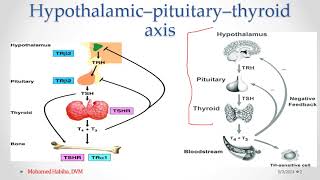 Hypothyroidism Lecture 1 [upl. by Marielle]