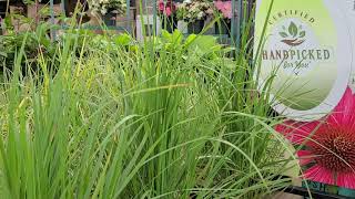 Calamagrostis Karl Foerster Feather Reed Grass  Perennial Plant of the Year in 2001 [upl. by Pittman480]