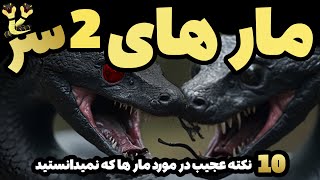 ده حقیقت شگفت انگیز مار ها که شما هرگز نمی دانستید [upl. by Dag]