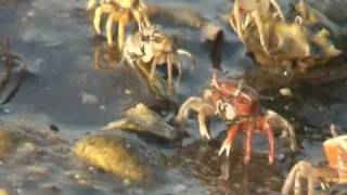 Salt Marshes of Florida why we must protect them from the oil [upl. by Orsay593]