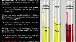 Carbohydrate CHO Fermentation Durham Tube Test [upl. by Karsten]