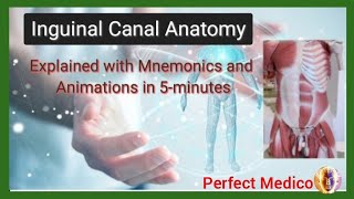 Inguinal Canal Anatomy Explained in 5 Minutes Inguinal Canal mnemonics and animations [upl. by Karlise]