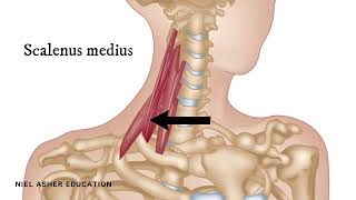 How To Find Trigger Points  Scalene Muscles [upl. by Ma]