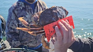 Crabbing for Dungeness Skagit Bay Washington short [upl. by Gorga]