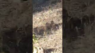 Sariska national park animal videos [upl. by Alfred418]