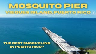 The Best Snorkeling in Puerto Rico  Mosquito Pier  Vieques Island Puerto Rico [upl. by Arrat]