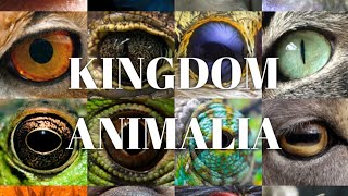 KINGDOM ANIMALIA  INTRODUCTION amp CLASSIFICATION  Zeeraks Biology [upl. by Lotz]