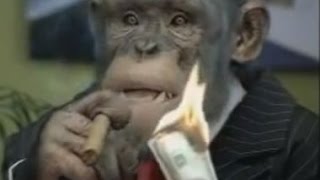 CareerBuildercom Monkey Business full compilation [upl. by Osner]