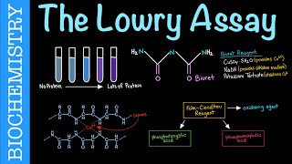 Protein Quantitation via the Lowry Assay  Biochemistry [upl. by Ojytteb76]