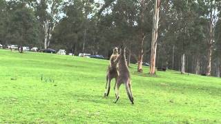 Eastern Grey Kangaroos fighting at Euroka Clearing [upl. by Beatriz]