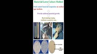 Bacterial Lawn Culture Method geneticteacher [upl. by Lemrej616]