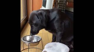 Gentleman Dog cleans his mouth with towel after drinking water 🐕 [upl. by Faunie]