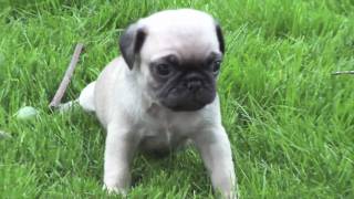 Newborn Pugs MUST SEE [upl. by Trometer876]