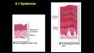 Integumentary System [upl. by Uamak]