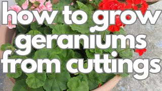 how to grow geraniums from cuttings [upl. by Ettevi]